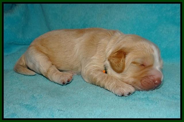 Laynie Camo pups 1 wk old61