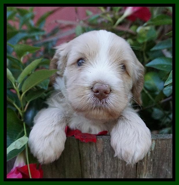 Laynie Camo pups 4 wks old 10100