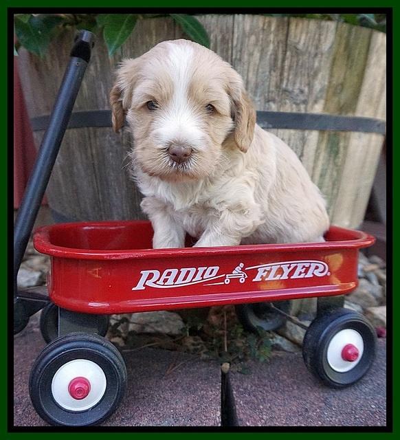 Laynie Camo pups 4 wks old 11100