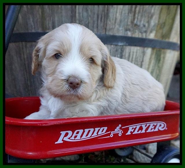 Laynie Camo pups 4 wks old 9100