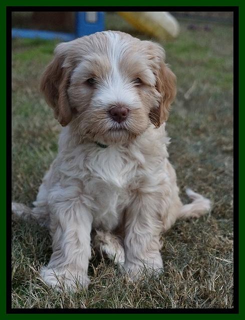 Laynie Camo pups 6 wks old 171