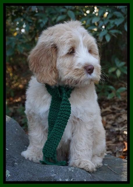 Laynie Camo pups 8 wks old 6200