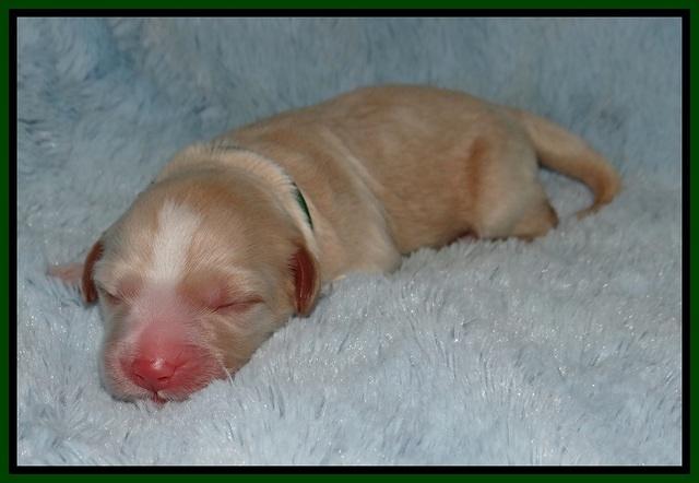 Laynie Camo pups newborn 31