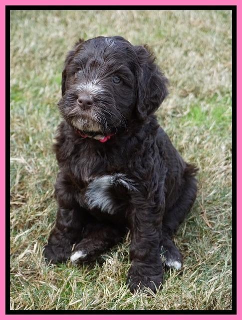 Laynie Camo pups 6 wks old 51