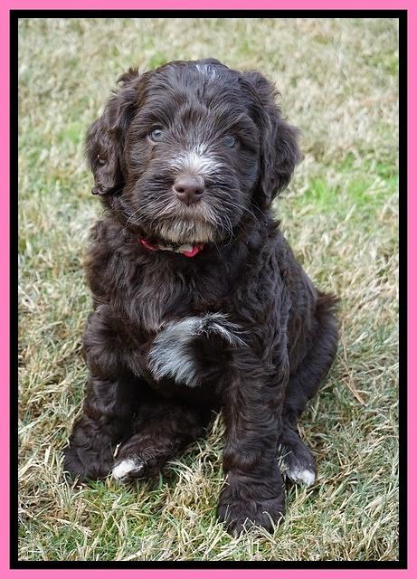 Laynie Camo pups 6 wks old 61