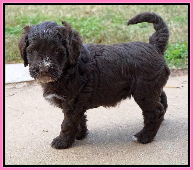 Laynie Camo pups 6 wks old 71