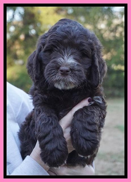 Laynie Camo pups 7 wks old 11