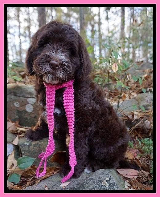 Laynie Camo pups 8 wks old 61