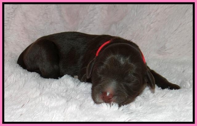 Laynie Camo pups newborn 11
