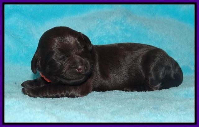 Laynie Camo pups 1 wk old81