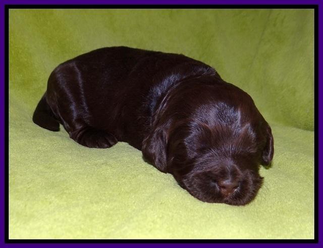 Laynie Camo pups 2 wks old 91