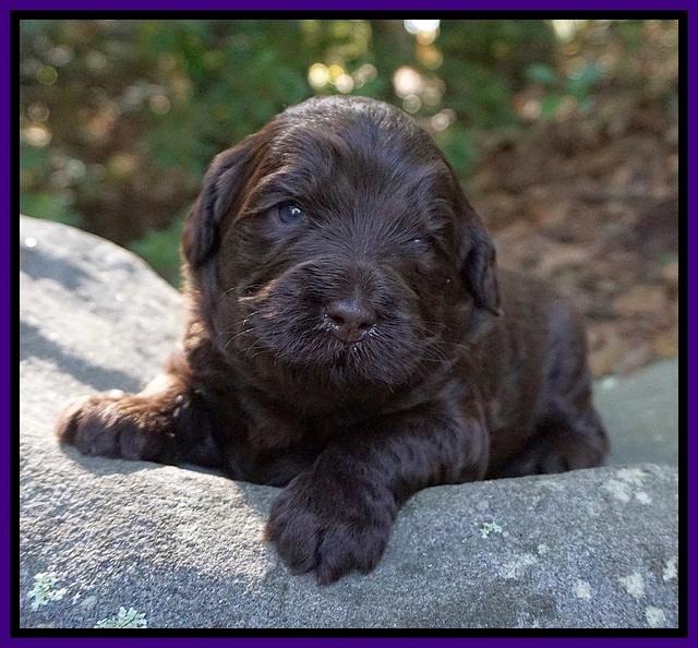 Laynie Camo pups 3 wks old 141