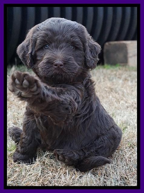 Laynie Camo pups 6 wks old 221
