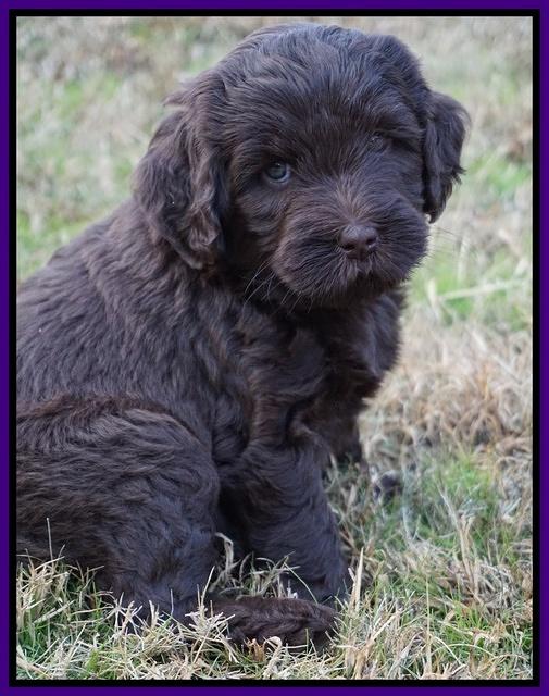 Laynie Camo pups 6 wks old 261