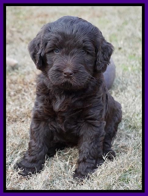 Laynie Camo pups 6 wks old 271