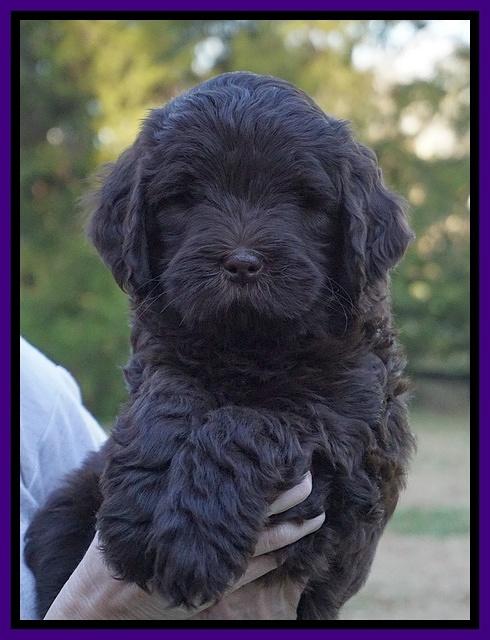 Laynie Camo pups 7 wks old 151