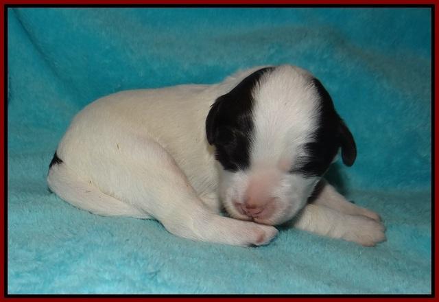 Laynie Camo pups 1 wk old101