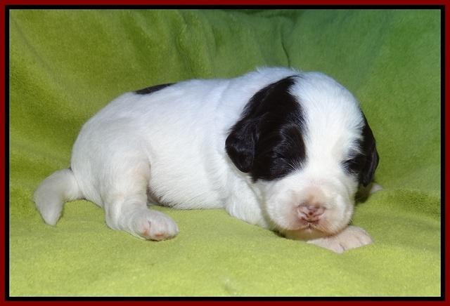 Laynie Camo pups 2 wks old 101
