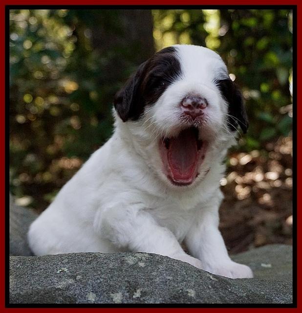 Laynie Camo pups 3 wks old 191