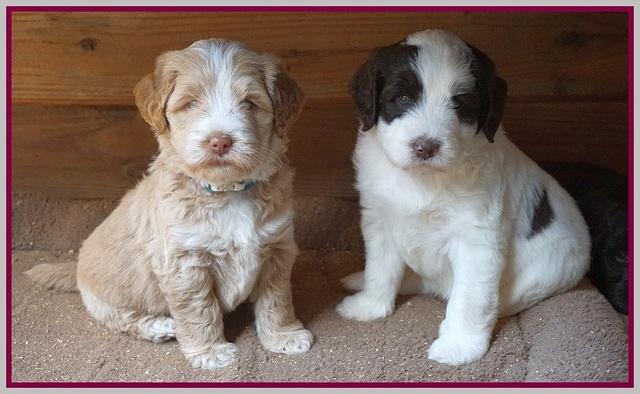 Laynie Camo pups 5 wks old221