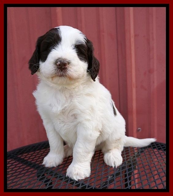 Laynie Camo pups 5 wks old271