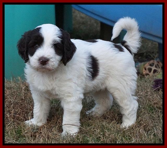 Laynie Camo pups 6 wks old 331