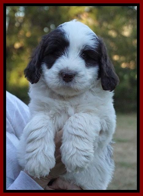 Laynie Camo pups 7 wks old 171