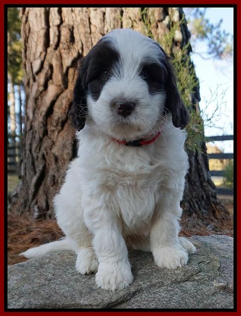 Laynie Camo pups 7 wks old 181