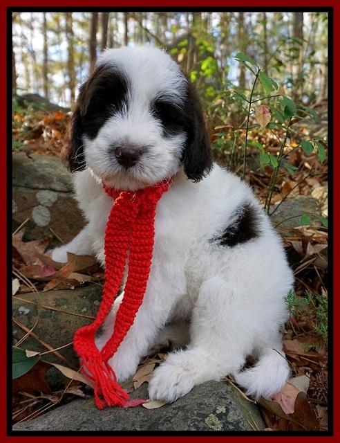 Laynie Camo pups 8 wks old 11