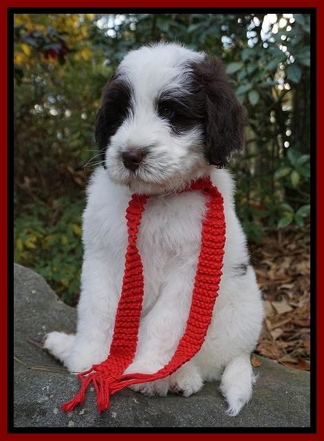Laynie Camo pups 8 wks old 21
