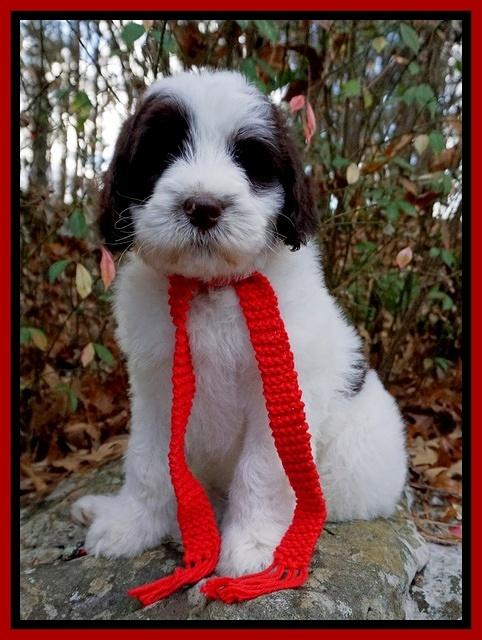 Laynie Camo pups 8 wks old 41