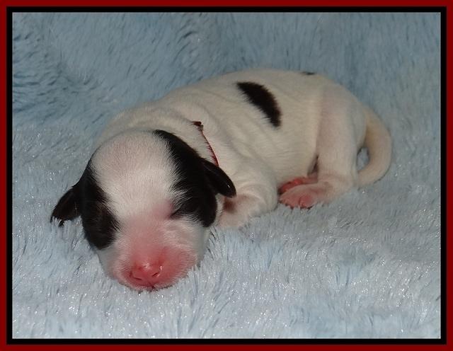 Laynie Camo pups newborn 51