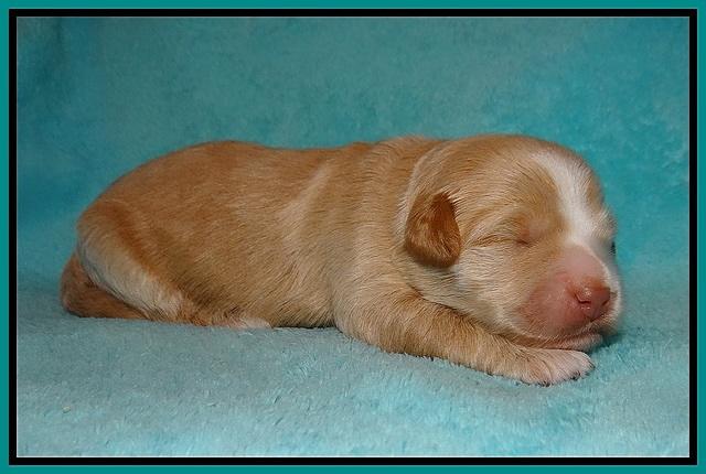 Laynie Camo pups 1 wk old151