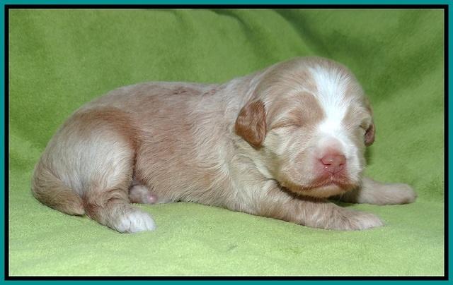 Laynie Camo pups 2 wks old 171