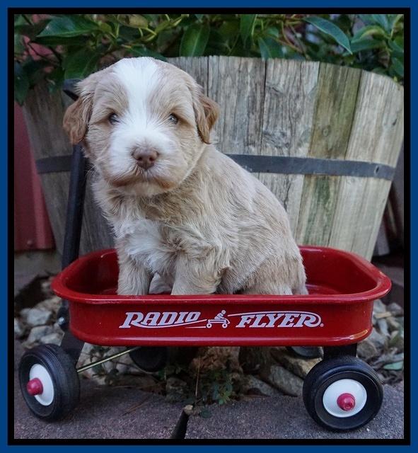 Laynie Camo pups 4 wks old 24100