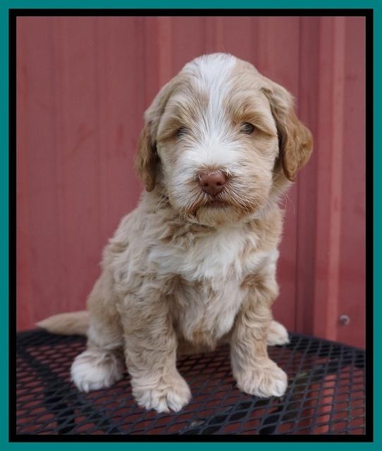 Laynie Camo pups 5 wks old161