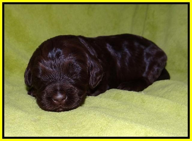 Laynie Camo pups 2 wks old 131