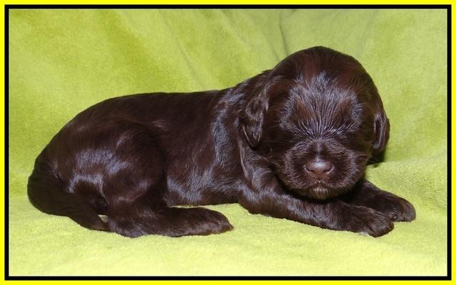 Laynie Camo pups 2 wks old 151