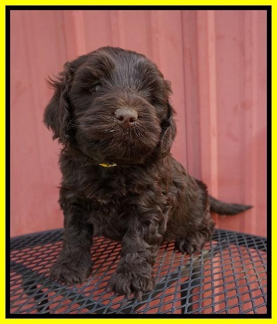 Laynie Camo pups 5 wks old301