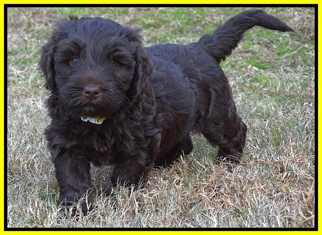 Laynie Camo pups 6 wks old 401