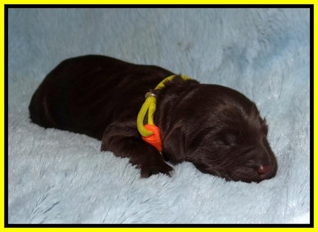 Laynie Camo pups newborn 61