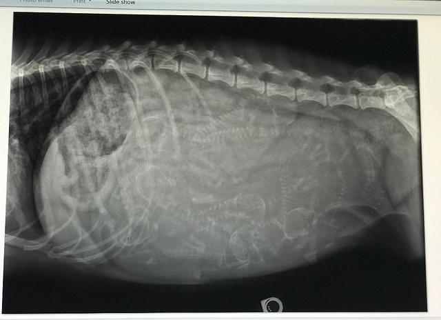 Layne Camo preg xrays 10 1 19