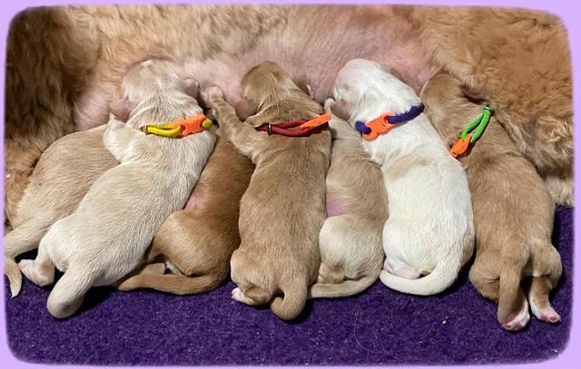 Laynie Benz Newborn group at the bar