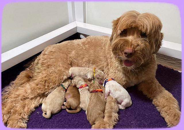 Laynie Benz pups Newborn 51
