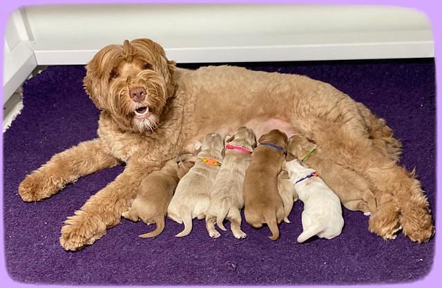 Laynie and Benz pups 1 wk old 11