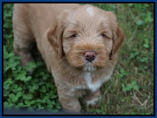 Laynie Benx pups 5 wks old 31