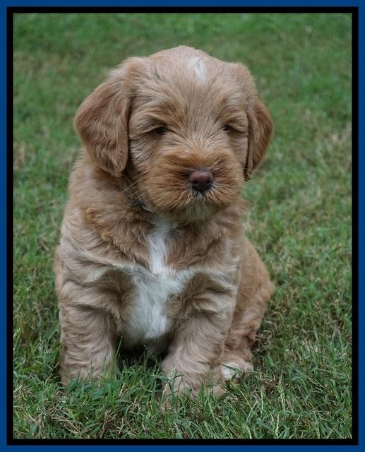 Laynie Benx pups 5 wks old 41