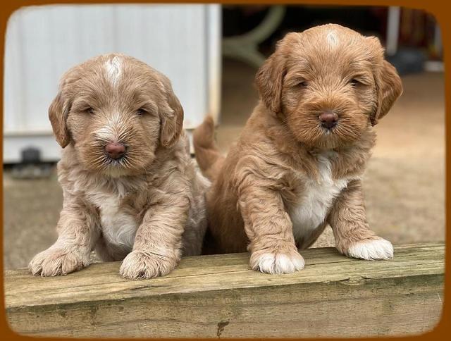 Laynie Benx pups 5 wks old 61