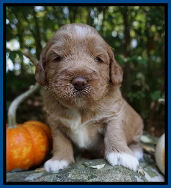 Laynie Benz pups 3 wks old 21