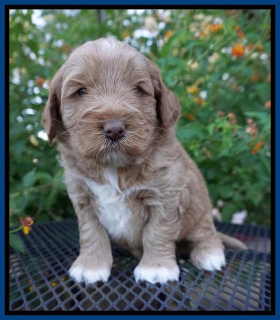 Laynie Benz pups 4 wks old 21